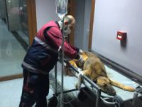 Pendik'te Kuyuya Düşen Köpek Nefes Kesen Operasyonla Kurtarıldı